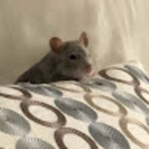 Meet your Posher, Leilani